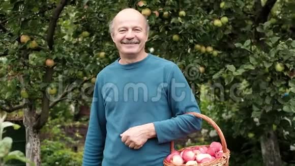 穿蓝色毛衣的高加索老人喜欢在花园里种苹果视频的预览图