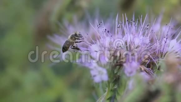 蜜蜂在夏天给花授粉视频的预览图