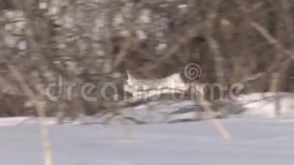 兔子在雪地里跳跃视频的预览图
