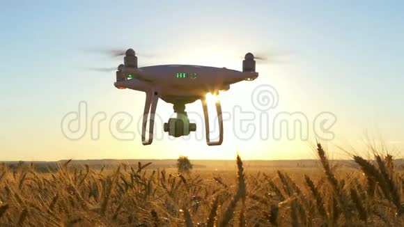 无人机的剪影日落时分在麦田里飞行视频的预览图