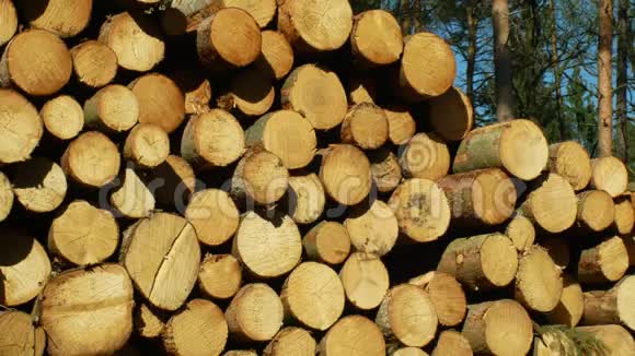 木头大堆的剪树干圆木欧洲云杉树皮甲虫入侵和攻击的云杉林视频的预览图