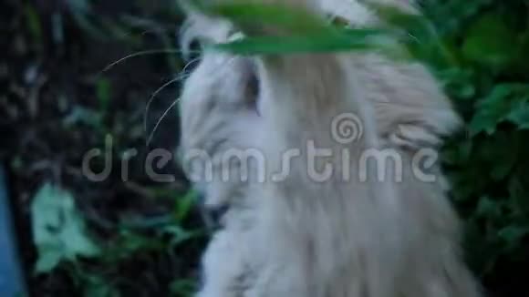 猫抓爪子咬吃新鲜的草特写慢动作视频的预览图