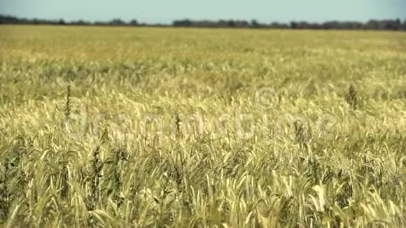 微风中的大麦场视频的预览图