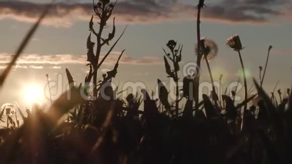 日落时的野草剪影视频的预览图