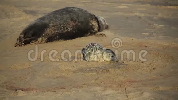 一只新生的灰色海豹幼崽halichoerusgrypus躺在英国诺福克的霍西它休息的母亲附近的海滩上视频的预览图