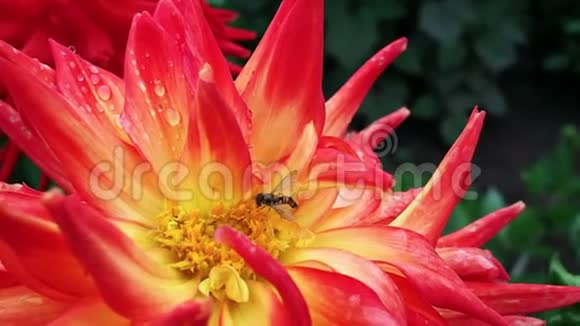 红黄花上的蜜蜂视频的预览图