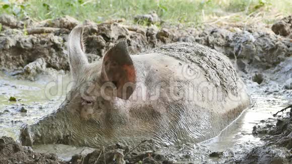 一头猪睡在泥泞的水里视频的预览图
