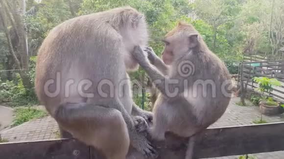 猴子在另一只猴子身上寻找跳蚤视频的预览图