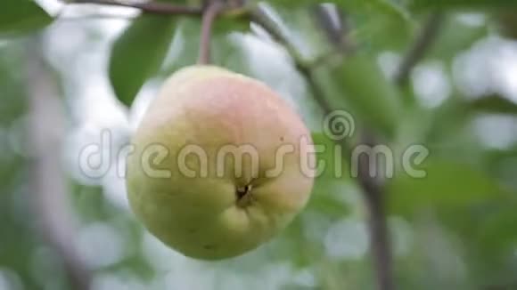 夏天树上的梨果农业视频的预览图
