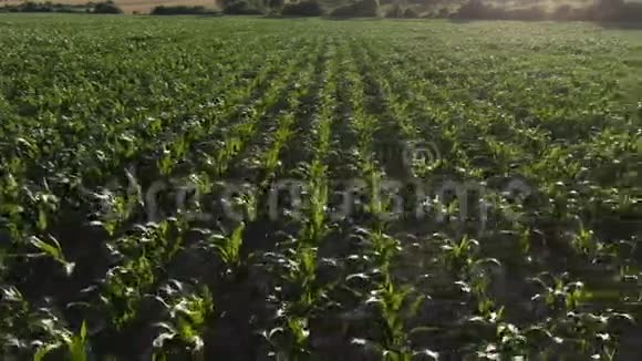 玉米绿田空中无人机镜头视频的预览图