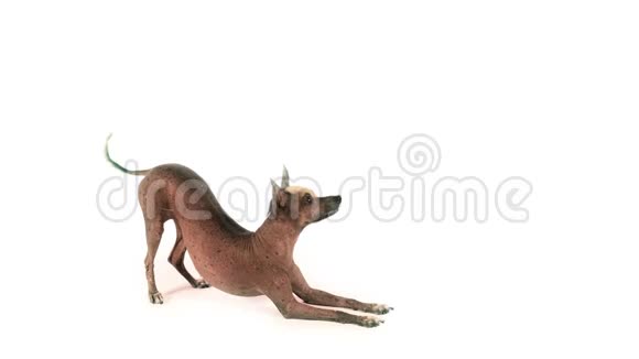 可爱的Xoloitzcuintli狗站在后腿上视频的预览图