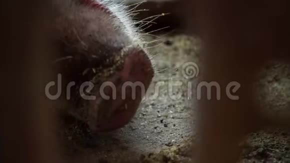 猪鼻子鼻孔特写猪躺在猪圈的地板上伸出舌头视频的预览图
