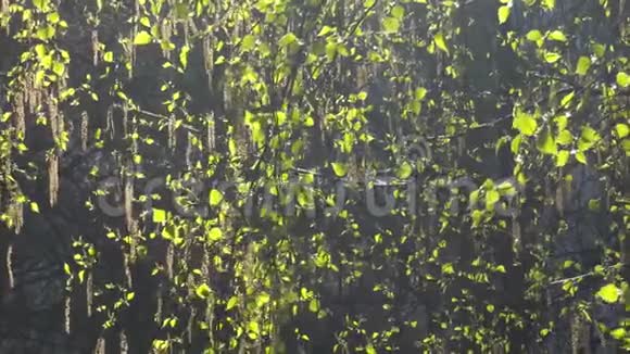 微风穿过绿色的树枝视频的预览图