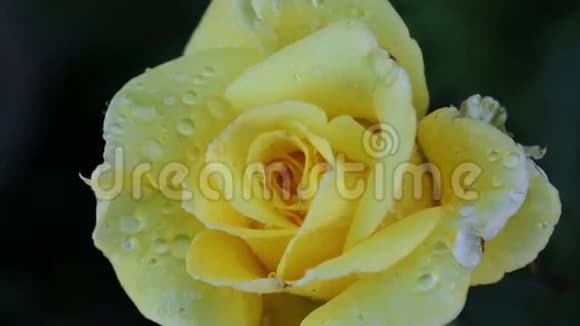 黄色玫瑰带水滴视频的预览图