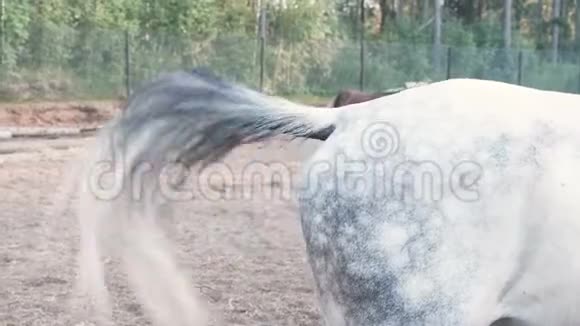 马在身体上拍打尾巴挥动昆虫视频的预览图