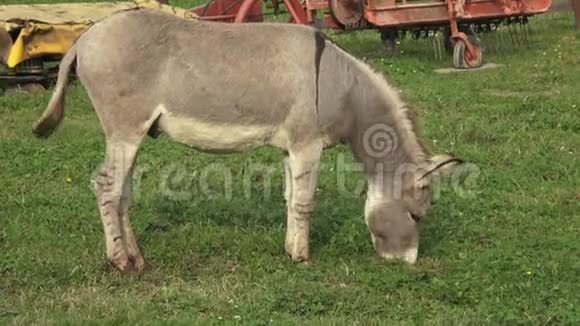 驴子吃草在农场里的田里放驴视频的预览图