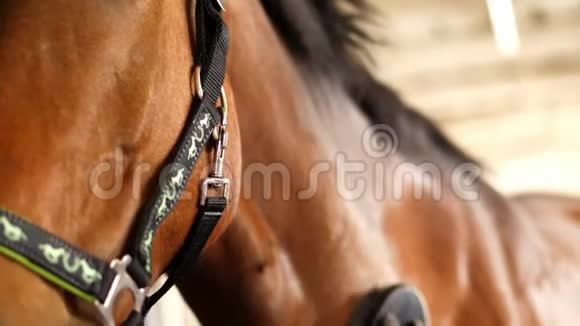 特写镜头马夫用刷子从泥土中清理棕色的年轻漂亮的马纯种种马在农场的马厩里视频的预览图