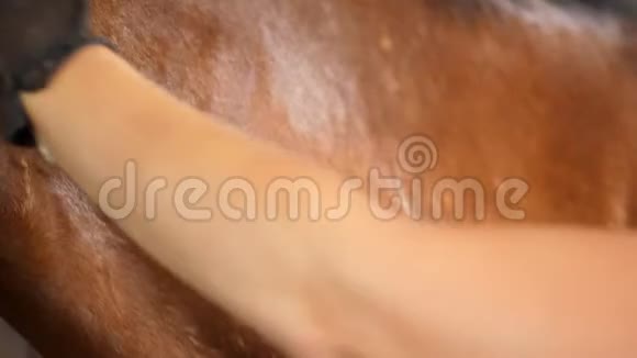 特写镜头马夫用刷子从泥土中清理棕色的年轻漂亮的马纯种种马在农场的马厩里视频的预览图