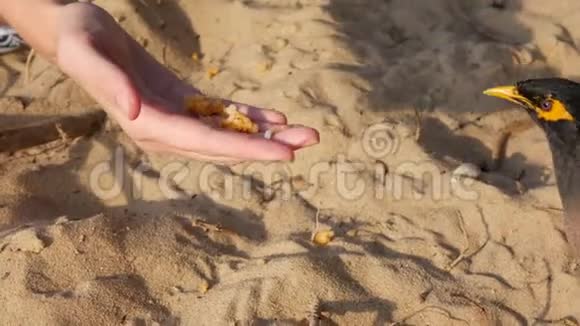 游客在泰国的海滩上吃普通的Myna或Acridotherestris特写镜头4k视频的预览图