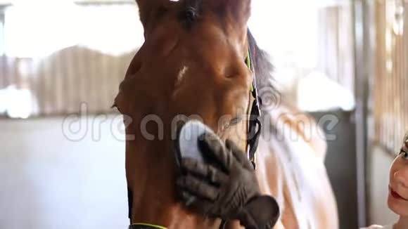 稳定的一个穿着骑马服的女孩用特殊的刷子清洁梳她棕色的年轻漂亮的马纯种的视频的预览图