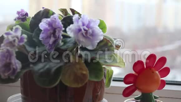 扇动的瓣瓣红色的彩色花在窗旁的壶中靠近模糊的紫色花朵视频的预览图