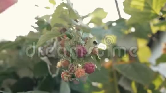 从绿色灌木丛中取出覆盆子的雌性手的特写收获树莓视频的预览图