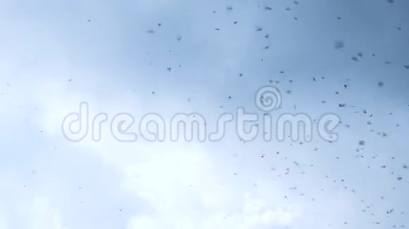 欧洲燕子在空中捕食昆虫视频的预览图