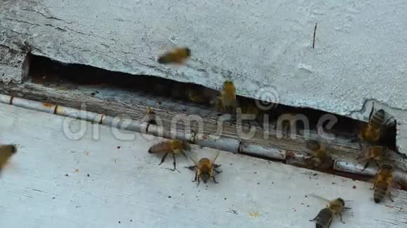 蜜蜂蜂蜜之家视频的预览图