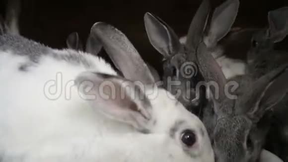 一群小兔子在窝里视频的预览图