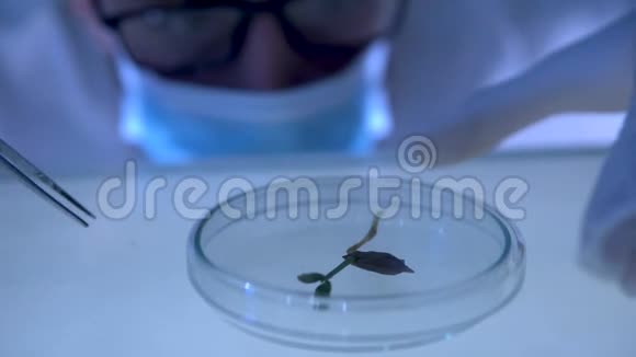 生物化学家在研究实验室与有机植物和种子合作视频的预览图
