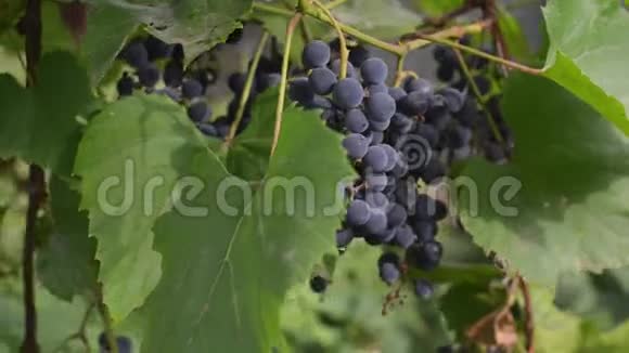 有选择性地关注秋天成熟的葡萄秋收日落时的葡萄园视频的预览图
