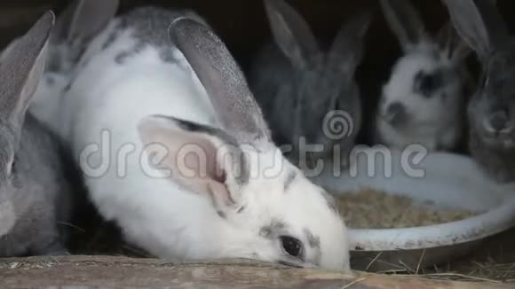 大白兔和胡萝卜视频的预览图