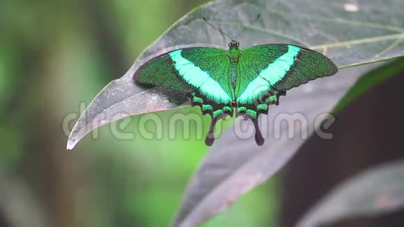 蝴蝶绿色的翅膀坐在叶子上视频的预览图
