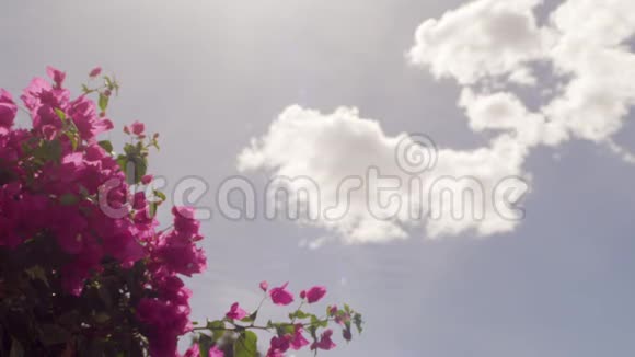 一片粉红色的灌木和天空的云彩视频的预览图
