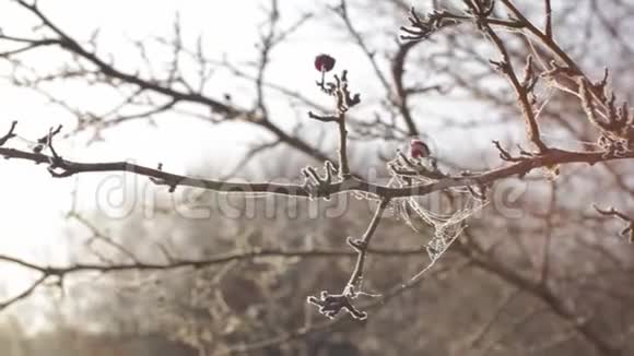 树上覆盖着霜冻的蜘蛛网视频的预览图
