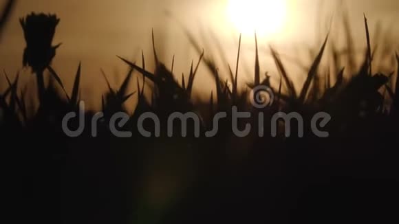 日落时的野草剪影视频的预览图