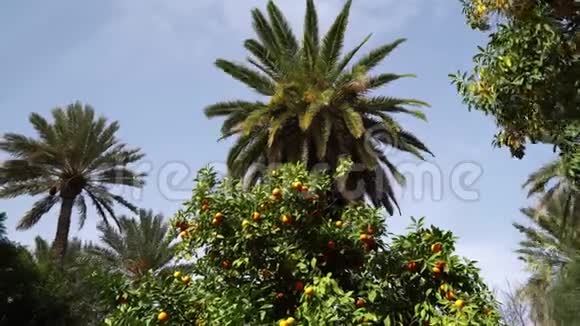 北非的太阳背光枣树视频的预览图