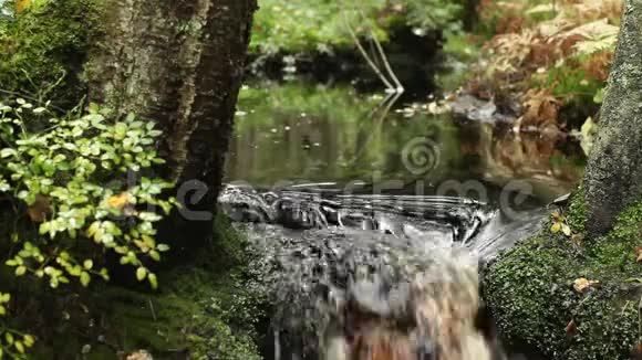 雨林中的瀑布视频的预览图