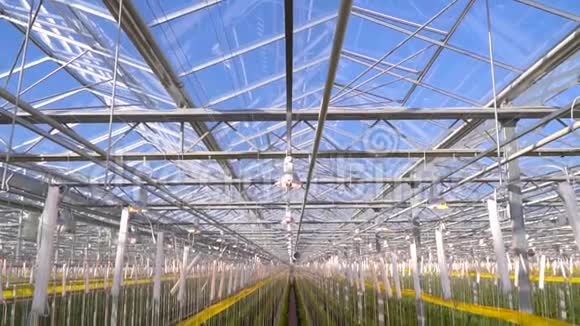 在巨大的温室和黄瓜的天花板下视频的预览图