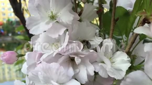 白花枝上的蜜蜂视频的预览图