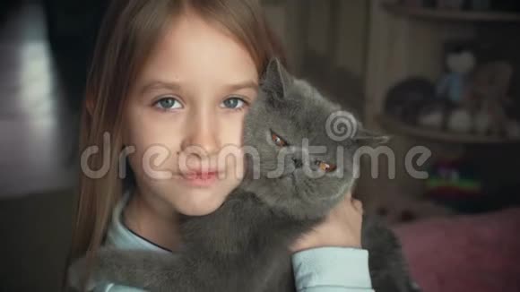 那个漂亮的女孩在家玩一只灰色的猫异国情调的短毛猫视频的预览图