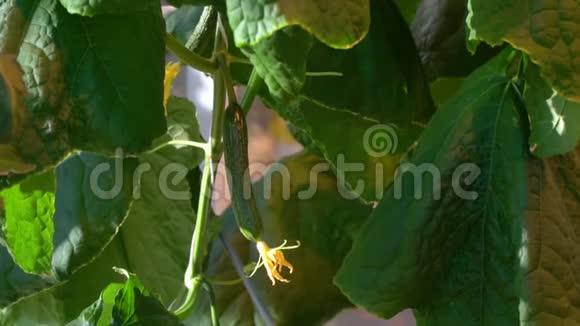 年轻的黄瓜长在植物上靠近视频的预览图