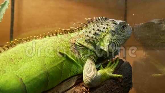 坐在水族馆里的绿色爬行动物蜥蜴视频的预览图