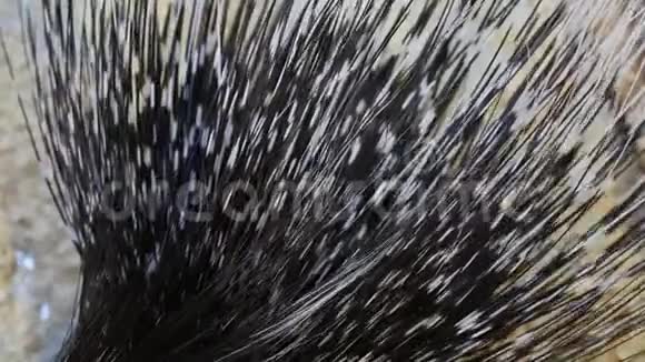 动物园里坐着长针的成年豪猪视频的预览图