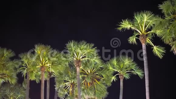 城市街道上的棕榈树视频的预览图