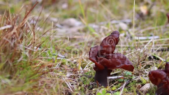假道德菊苣蘑菇真菌生长与松林在秋季视频的预览图