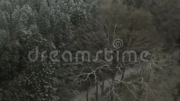冬季森林中的空中雪视频的预览图