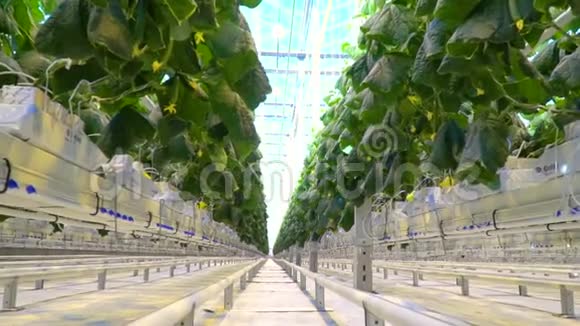 温室里的一排黄瓜上面有明亮的天空视频的预览图