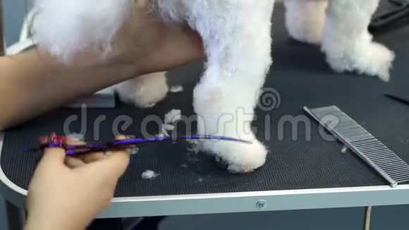 特写医生兽医诊所剪剪剪刀狗比森弗瑞视频的预览图