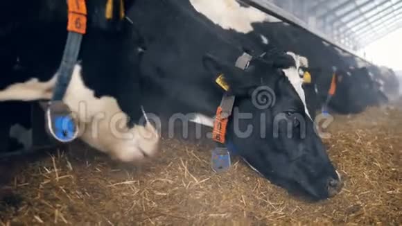黑白两色的奶牛在牛棚里吃饲料视频的预览图